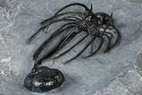 Rare, Spiny Heliopeltis Trilobite - Top Quality Example #368567-5